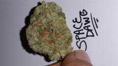 User uploaded image of Space Dawg