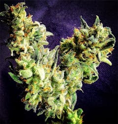 User uploaded image of Space Queen