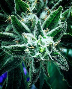 User uploaded image of Space Queen