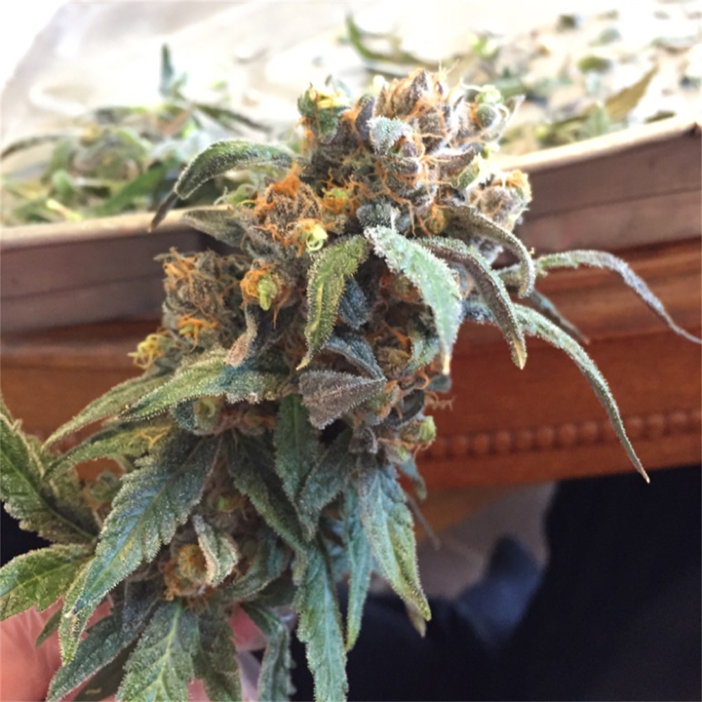 Space Queen Weed Strain Information