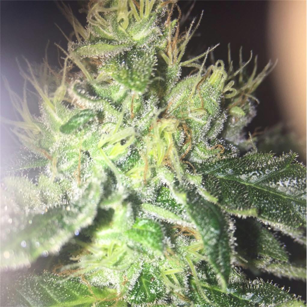 Special Kush 1 aka Special Kush Weed Strain Information Leafly