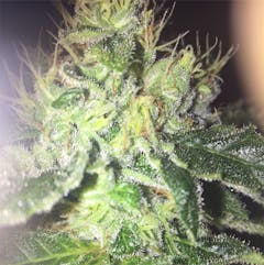 User uploaded image of Special Kush #1