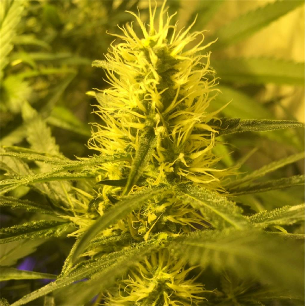 Special Kush 1 aka Special Kush Weed Strain Information Leafly