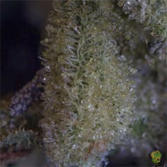 User uploaded image of Sputnik