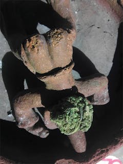 User uploaded image of Star Berry Indica