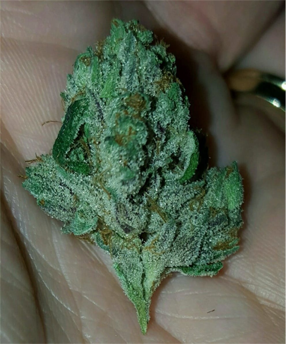 Photos of Star Killer Weed Strain Buds Leafly