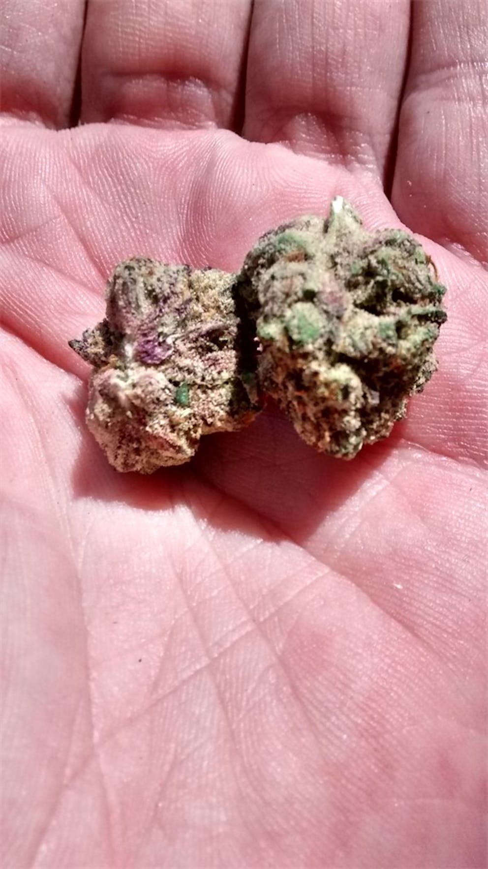 Photos of Star Killer Weed Strain Buds Leafly