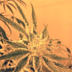 User uploaded image of Star Tonic