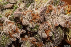 User uploaded image of StarBud