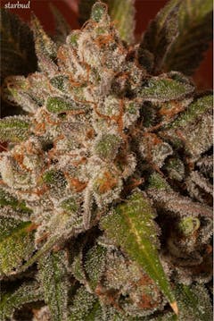 User uploaded image of StarBud