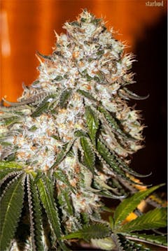 User uploaded image of StarBud