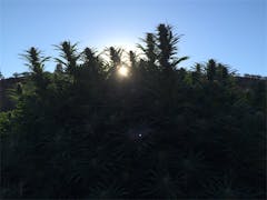 User uploaded image of StarBud