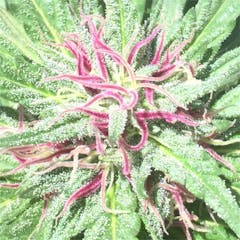 User uploaded image of Stardawg Guava