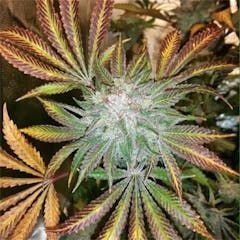 User uploaded image of Stardawg