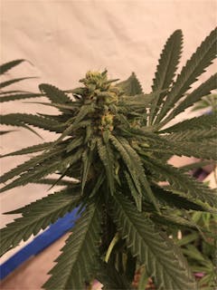 User uploaded image of Stephen Hawking Kush