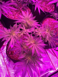 User uploaded image of Stephen Hawking Kush