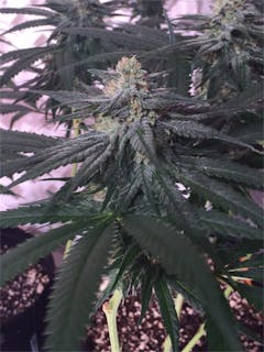 User uploaded image of Stephen Hawking Kush