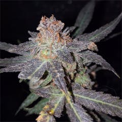 User uploaded image of Strawberry Amnesia