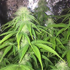 User uploaded image of Strawberry Amnesia