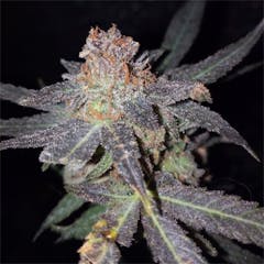 User uploaded image of Strawberry Amnesia
