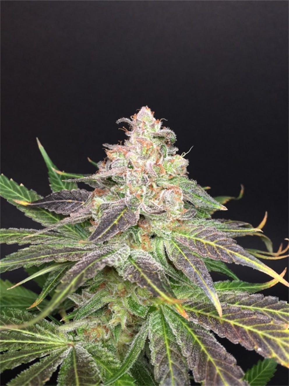 Photos of Strawberry Banana Weed Strain Buds Leafly