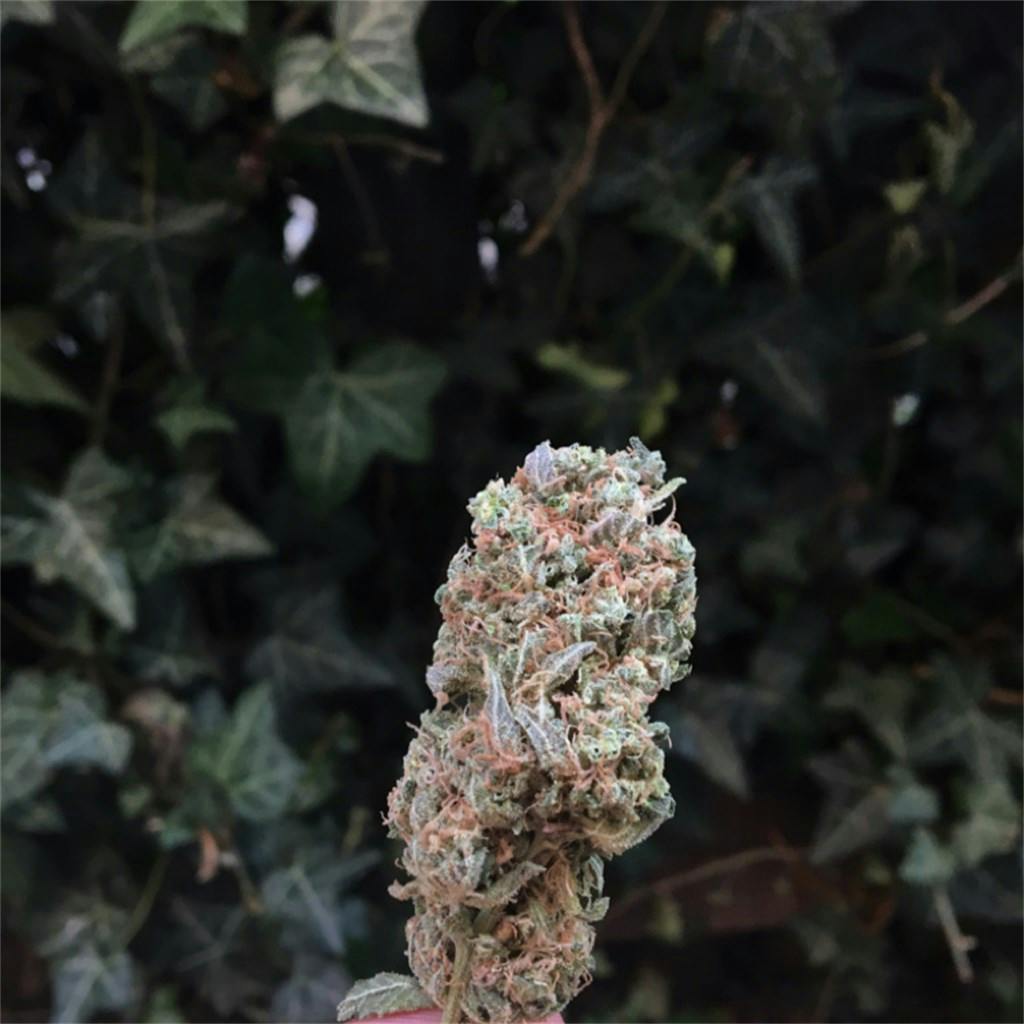 Strawberry Banana aka Strawnana Weed Strain Information Leafly