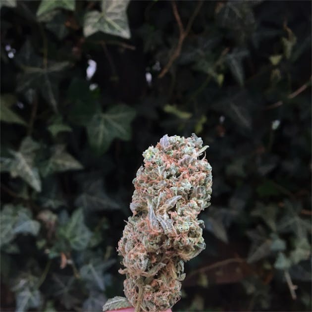 Photos of Strawberry Banana Weed Strain Buds Leafly