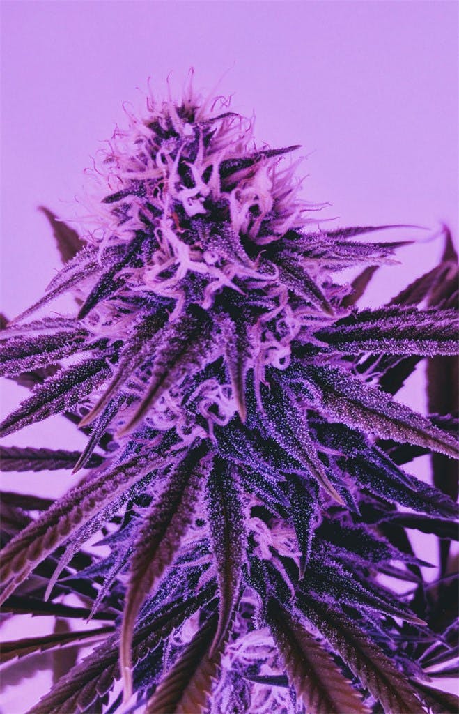 Strawberry Blue Weed Strain Information Leafly