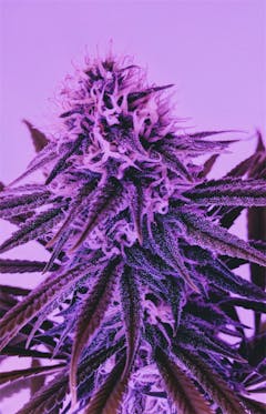 User uploaded image of Strawberry Blue
