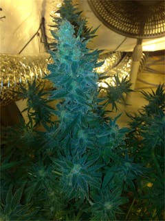 User uploaded image of Strawberry Blue
