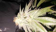 User uploaded image of Strawberry Cheesecake