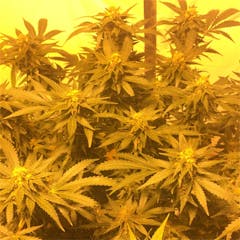 User uploaded image of Strawberry Cheesecake