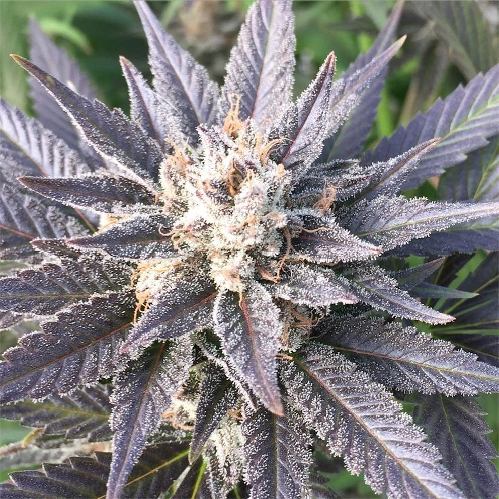 Photos of Strawberry Cough Weed Strain Buds Leafly