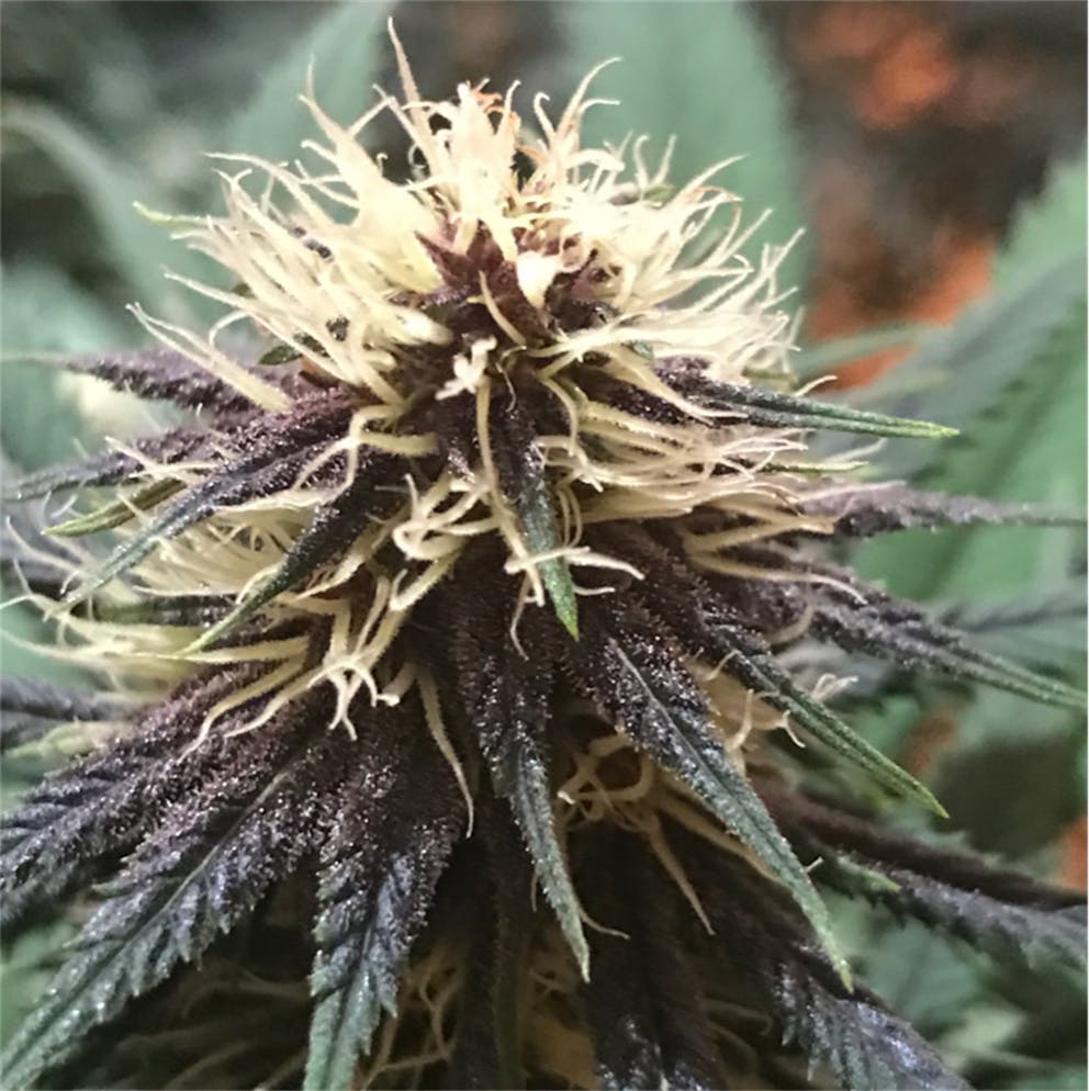 Photos of Strawberry Cough Weed Strain Buds Leafly