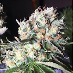 User uploaded image of Strawberry Diesel