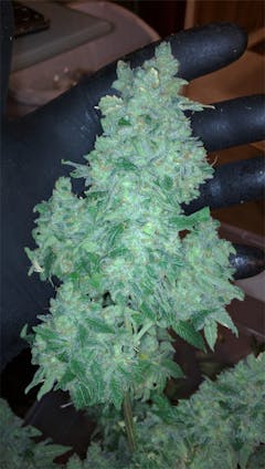 User uploaded image of Strawberry Dream