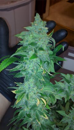 User uploaded image of Strawberry Dream