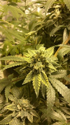 User uploaded image of Strawberry Dream