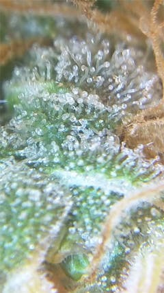 User uploaded image of Strawberry Dream