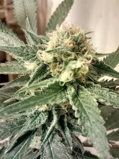 User uploaded image of Strawberry Fields