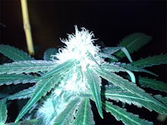 User uploaded image of Strawberry Ice