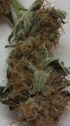 User uploaded image of Strawberry Ice