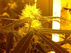 User uploaded image of Strawberry Ice