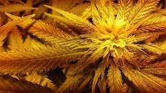 User uploaded image of Strawberry Ice