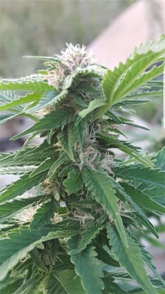 User uploaded image of Strawberry Kush
