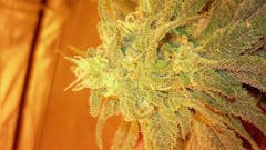 User uploaded image of Strawberry Kush