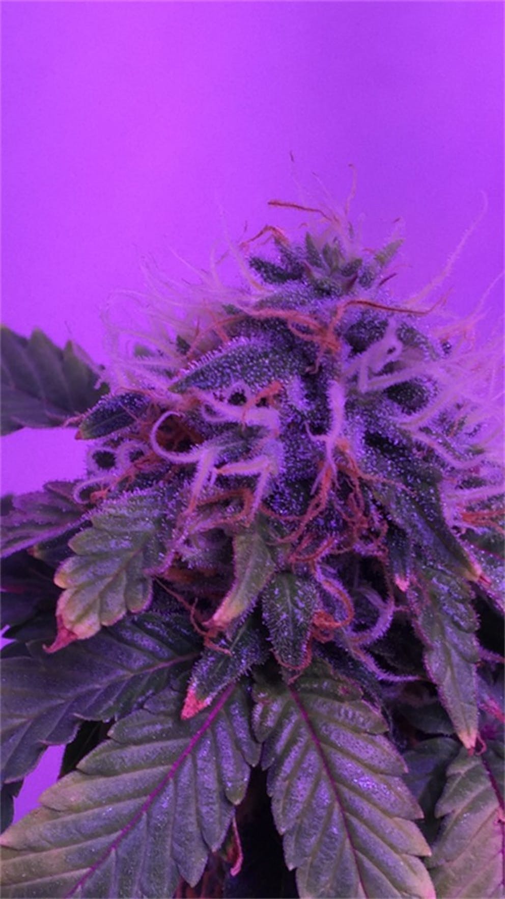 Photos of Strawberry Kush Weed Strain Buds Leafly