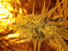 User uploaded image of Strawberry Kush