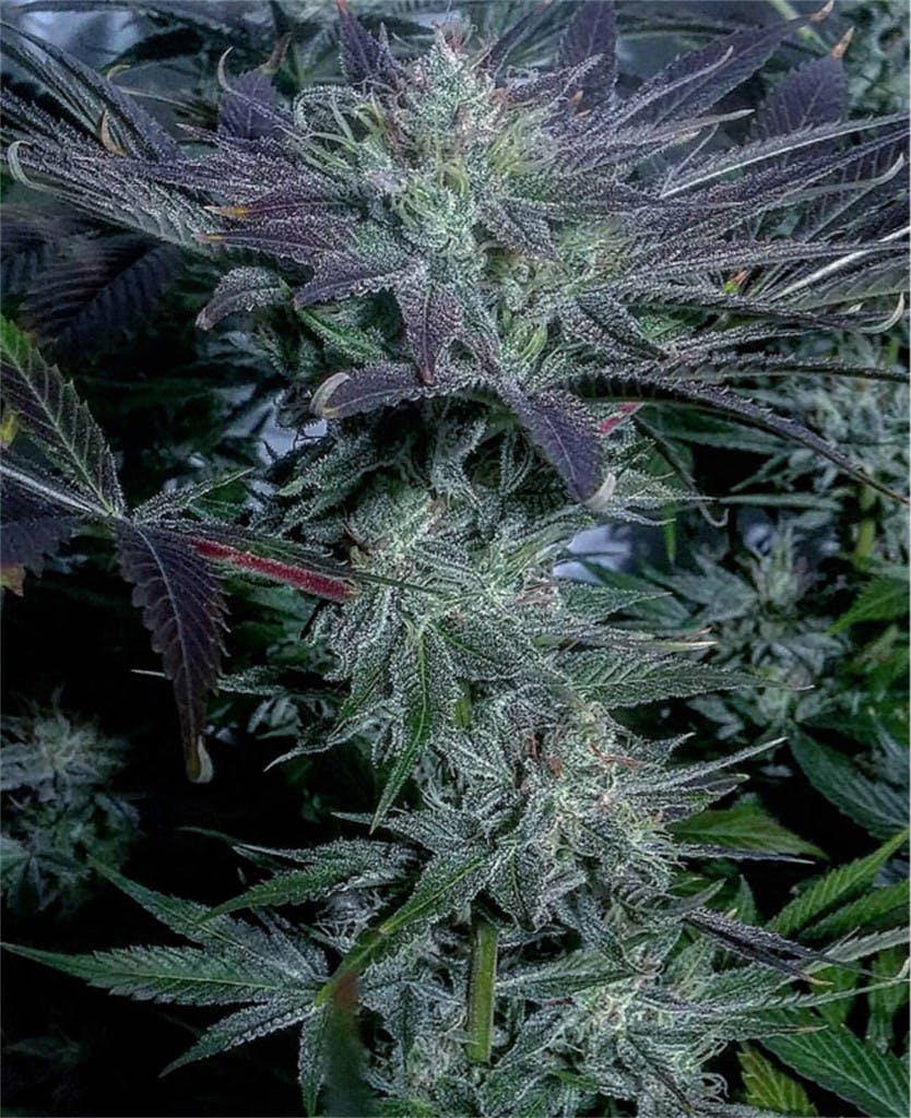 Strawberry Milkshake Weed Strain Information Leafly