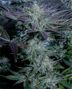 User uploaded image of Strawberry Milkshake